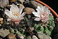 Нажмите на изображение для увеличения.

Название:	Gymnocalycium_kroenleinii_aff_VG1039.jpg
Просмотров:	100
Размер:	199.4 Кб
ID:	336482