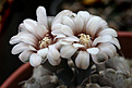 Нажмите на изображение для увеличения.

Название:	Gymnocalycium_prohazkianum_VG345.jpg
Просмотров:	104
Размер:	191.9 Кб
ID:	336483