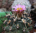 Нажмите на изображение для увеличения.

Название:	Sclerocactus_glaucus_franklinii.jpg
Просмотров:	97
Размер:	235.4 Кб
ID:	336484