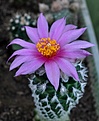 Нажмите на изображение для увеличения.

Название:	Neolloydia_grandiflora.jpg
Просмотров:	173
Размер:	178.7 Кб
ID:	336489