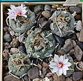 Нажмите на изображение для увеличения.

Название:	Turbinicarpus_polaskii_SB269.jpg
Просмотров:	147
Размер:	206.9 Кб
ID:	336532