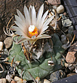 Нажмите на изображение для увеличения.

Название:	Turbinicarpus_spec_Miguihuana.jpg
Просмотров:	149
Размер:	226.0 Кб
ID:	336533