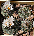 Нажмите на изображение для увеличения.

Название:	Turbinicarpus_spec_Negrito.jpg
Просмотров:	142
Размер:	221.0 Кб
ID:	336534