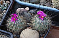 Нажмите на изображение для увеличения.

Название:	Turbinicarpus_vieckii_MK76-256.jpg
Просмотров:	143
Размер:	216.2 Кб
ID:	336536