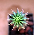 Нажмите на изображение для увеличения.

Название:	Hoodia parviflora_3y_8.13.jpg
Просмотров:	241
Размер:	86.8 Кб
ID:	336541