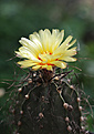 Нажмите на изображение для увеличения.

Название:	Astrophytum_capricorne.jpg
Просмотров:	145
Размер:	235.6 Кб
ID:	336542