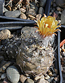 Нажмите на изображение для увеличения.

Название:	Pyrrhocactus_villicumensis_DJF362.jpg
Просмотров:	146
Размер:	195.5 Кб
ID:	336543