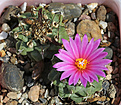 Нажмите на изображение для увеличения.

Название:	Turbinicarpus_alonsoi_MZ877_typ.jpg
Просмотров:	141
Размер:	205.2 Кб
ID:	336578