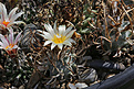 Нажмите на изображение для увеличения.

Название:	Turbinicarpus_flaviflorus_Santa_Rita.jpg
Просмотров:	144
Размер:	231.3 Кб
ID:	336579