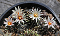 Нажмите на изображение для увеличения.

Название:	Turbinicarpus_gracilis_MK46.278..jpg
Просмотров:	142
Размер:	172.0 Кб
ID:	336580