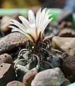 Нажмите на изображение для увеличения.

Название:	Turbinicarpus_klinkerianus_L1065.jpg
Просмотров:	144
Размер:	207.4 Кб
ID:	336581