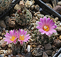 Нажмите на изображение для увеличения.

Название:	Turbinicarpus_lausseri_Sierra_de_la_Doctor.jpg
Просмотров:	148
Размер:	236.6 Кб
ID:	336582