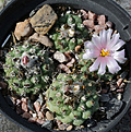 Нажмите на изображение для увеличения.

Название:	Turbinicarpus_lophophoroides_Las_Tablas.jpg
Просмотров:	143
Размер:	183.8 Кб
ID:	336583