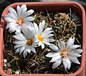 Нажмите на изображение для увеличения.

Название:	Turbinicarpus_macrochele_v.kupsakii_TCG3002.jpg
Просмотров:	147
Размер:	223.3 Кб
ID:	336584