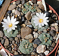 Нажмите на изображение для увеличения.

Название:	Turbinicarpus_rioverdensis_MZ340.jpg
Просмотров:	149
Размер:	205.5 Кб
ID:	336585