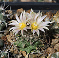 Нажмите на изображение для увеличения.

Название:	Turbinicarpus_sphacellatus.jpg
Просмотров:	142
Размер:	184.0 Кб
ID:	336586