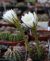 Нажмите на изображение для увеличения.

Название:	Echinopsis_rojasii_WR181.jpg
Просмотров:	128
Размер:	220.0 Кб
ID:	336590