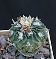 Нажмите на изображение для увеличения.

Название:	Echinofossulocactus pentacanthus var.tulense_9y_8.13.jpg
Просмотров:	159
Размер:	226.5 Кб
ID:	336641