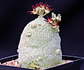 Нажмите на изображение для увеличения.

Название:	Pseudolithos_sphaericus.jpg
Просмотров:	211
Размер:	180.0 Кб
ID:	336647