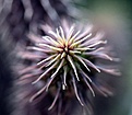 Нажмите на изображение для увеличения.

Название:	Huernia pilansi_3.8.2013_.jpg
Просмотров:	240
Размер:	95.1 Кб
ID:	336653