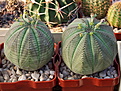 Нажмите на изображение для увеличения.

Название:	Euphorbiea_obesa_6963.jpg
Просмотров:	243
Размер:	174.6 Кб
ID:	336673