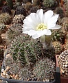 Нажмите на изображение для увеличения.

Название:	L.aurea v.albiflora GP30.JPG
Просмотров:	164
Размер:	243.5 Кб
ID:	336718