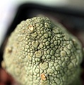 Нажмите на изображение для увеличения.

Название:	Pseudolithos eilensis_8.131.jpg
Просмотров:	206
Размер:	101.5 Кб
ID:	336727