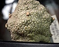 Нажмите на изображение для увеличения.

Название:	Pseudolithos eilensis_8.13.jpg
Просмотров:	209
Размер:	104.0 Кб
ID:	336728