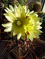 Нажмите на изображение для увеличения.

Название:	Hamatocactus_hamatacanthus.jpg
Просмотров:	156
Размер:	85.9 Кб
ID:	336746
