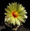 Нажмите на изображение для увеличения.

Название:	Astrophytum_asterias_Super_Kabuto.jpg
Просмотров:	156
Размер:	64.5 Кб
ID:	336747