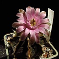 Нажмите на изображение для увеличения.

Название:	Gymnocalycium_friedrichii.jpg
Просмотров:	155
Размер:	60.6 Кб
ID:	336748