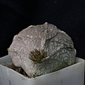 Нажмите на изображение для увеличения.

Название:	Pseudolithos cubiformis_21.7.13.jpg
Просмотров:	208
Размер:	221.6 Кб
ID:	336761