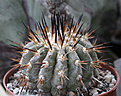 Нажмите на изображение для увеличения.

Название:	Copiapoa_cinerea_San_Ramon_Valley.jpg
Просмотров:	125
Размер:	217.7 Кб
ID:	336780