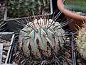 Нажмите на изображение для увеличения.

Название:	Copiapoa_cinerea_dealbata_longispina_KK609.jpg
Просмотров:	129
Размер:	213.1 Кб
ID:	336781