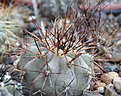 Нажмите на изображение для увеличения.

Название:	Copiapoa_gigantea_TK258.jpg
Просмотров:	136
Размер:	235.0 Кб
ID:	336784