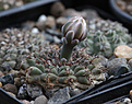 Нажмите на изображение для увеличения.

Название:	Gymnocalycium_stellatum_v.zantnerianum_VG542.jpg
Просмотров:	705
Размер:	177.9 Кб
ID:	336789