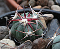 Нажмите на изображение для увеличения.

Название:	Echinocactus_horizontalonius_PD110.jpg
Просмотров:	137
Размер:	190.8 Кб
ID:	336805