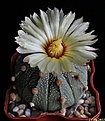 Нажмите на изображение для увеличения.

Название:	Astrophytum CAPASxAS.JPG
Просмотров:	148
Размер:	143.9 Кб
ID:	336818