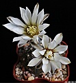 Нажмите на изображение для увеличения.

Название:	Gymnocalycium ragonesei.JPG
Просмотров:	150
Размер:	121.8 Кб
ID:	336821