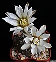 Нажмите на изображение для увеличения.

Название:	Gymnocalycium ragonesei.JPG
Просмотров:	131
Размер:	121.8 Кб
ID:	336821