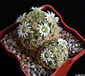 Нажмите на изображение для увеличения.

Название:	Mammillaria schiedeana..JPG
Просмотров:	142
Размер:	164.2 Кб
ID:	336844