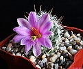Нажмите на изображение для увеличения.

Название:	Mammillaria boolii..JPG
Просмотров:	153
Размер:	143.6 Кб
ID:	336845