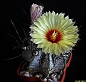 Нажмите на изображение для увеличения.

Название:	Astrophytum capricorne v. minor..JPG
Просмотров:	152
Размер:	123.5 Кб
ID:	336846