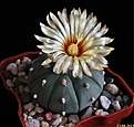 Нажмите на изображение для увеличения.

Название:	Astrophytum asterias f. nudum.JPG
Просмотров:	123
Размер:	139.0 Кб
ID:	336847