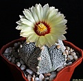 Нажмите на изображение для увеличения.

Название:	Astrophytum v 5ribs.JPG
Просмотров:	130
Размер:	149.4 Кб
ID:	336848