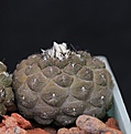Нажмите на изображение для увеличения.

Название:	Copiapoa hypogaea Lizard Skin_24.7.131.jpg
Просмотров:	242
Размер:	97.2 Кб
ID:	336856