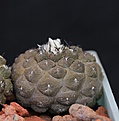 Нажмите на изображение для увеличения.

Название:	Copiapoa hypogaea Lizard Skin_24.7.131.jpg
Просмотров:	212
Размер:	97.2 Кб
ID:	336856