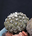 Нажмите на изображение для увеличения.

Название:	Copiapoa hypogaea Lizard Skin_24.7.13.jpg
Просмотров:	250
Размер:	236.2 Кб
ID:	336857