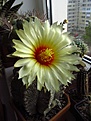 Нажмите на изображение для увеличения.

Название:	Astrophytum_CAPAS.jpg
Просмотров:	160
Размер:	79.9 Кб
ID:	336858