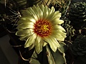 Нажмите на изображение для увеличения.

Название:	Astrophytum_crassispinum_Taiho.jpg
Просмотров:	152
Размер:	107.2 Кб
ID:	336859